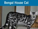 Exotic Bengals of San Diego requires owners to vaccinate and keep their Bengal kittens healthy