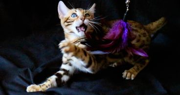 Bengal cats and Bengal kittens for sale are  spunky and wild.