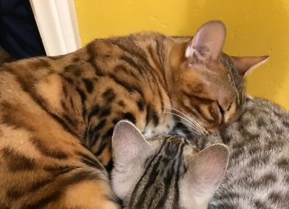 Bengal kittens for sale in Escondido California. Silver, snow or brown Bengal kittens for sale in Sa