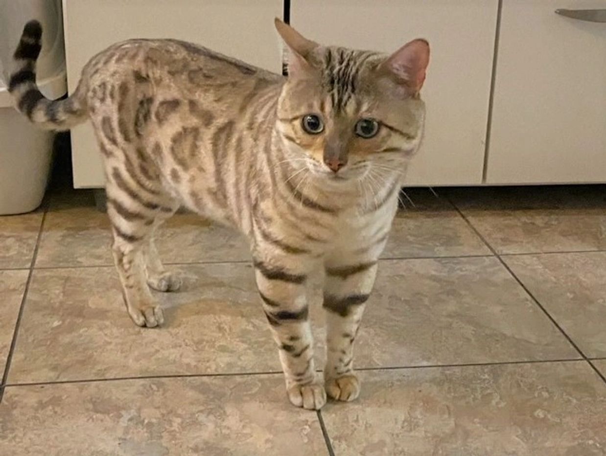 Snow mink purebred Bengal rescue available at Exotic Bengals of San Diego. www.ExoticBengalSD.com