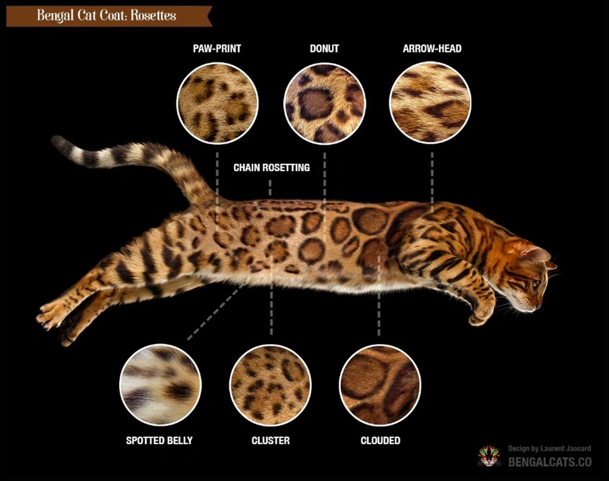 Do Bengal Cats Spray More Than Other Breeds? Shocking Truth Revealed!