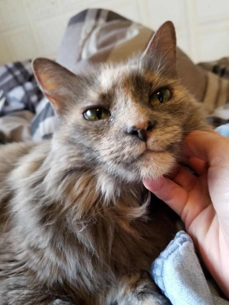 happy cat being pet on the chin