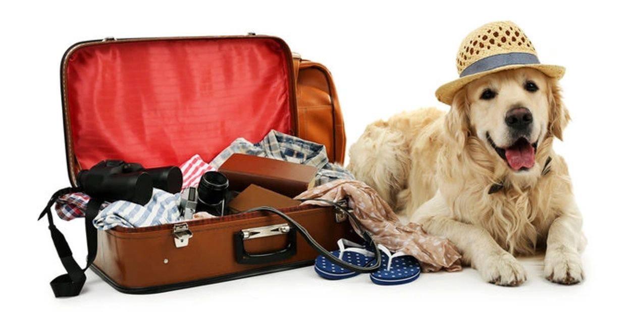 Dog with his packed suitcase for holiday