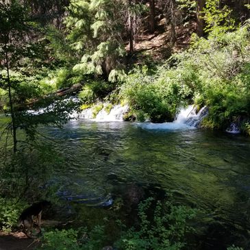 A serene forest river with small waterfalls and lush greenery.
