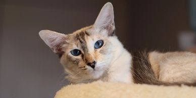 Siamese Balinese hypoallergenic cat kitten for sale or adoption