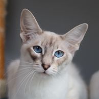 Siamese Balinese hypoallergenic cat kitten for sale or adoption