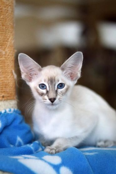 Siamese Balinese hypoallergenic cat kitten for sale or adoption