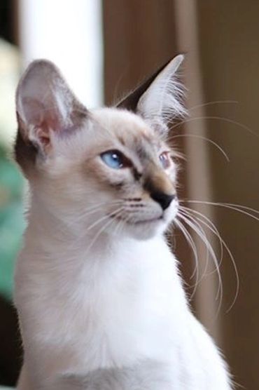 Siamese Balinese hypoallergenic cat kitten for sale or adoption