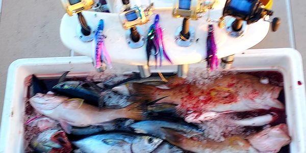 Fish are kept in box
