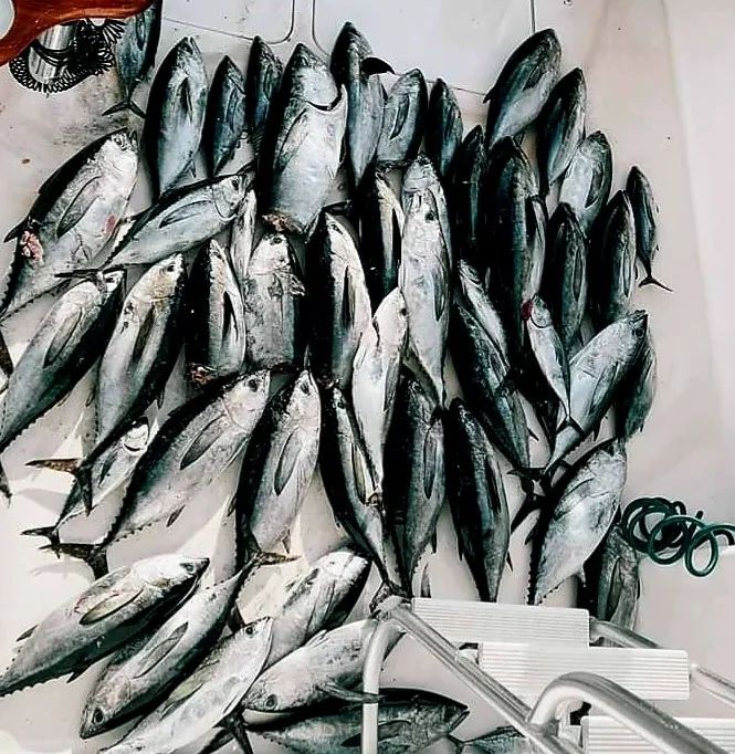  frame with lots of fish