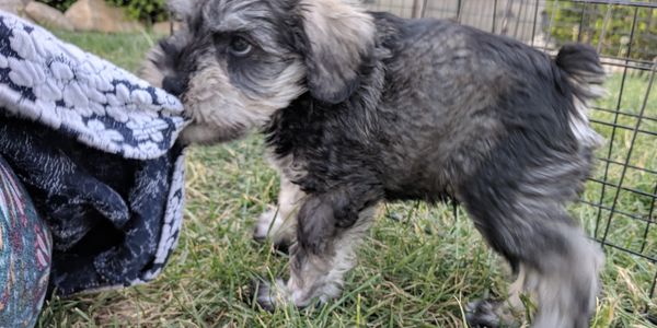 AKC Miniature Schnauzer Puppy on grass playing with a dress