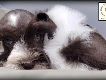 Liver parti miniature schnauzer