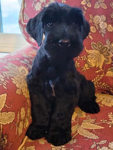 Black AKC Giant Schnauzer Puppy sitting on sofa