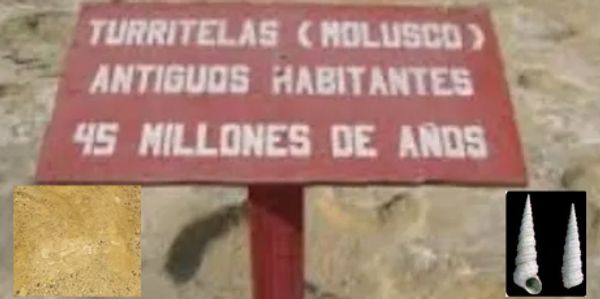 turitelas on the coasts of Peru,
45 million ago. visit the national park reserve of Paracas.