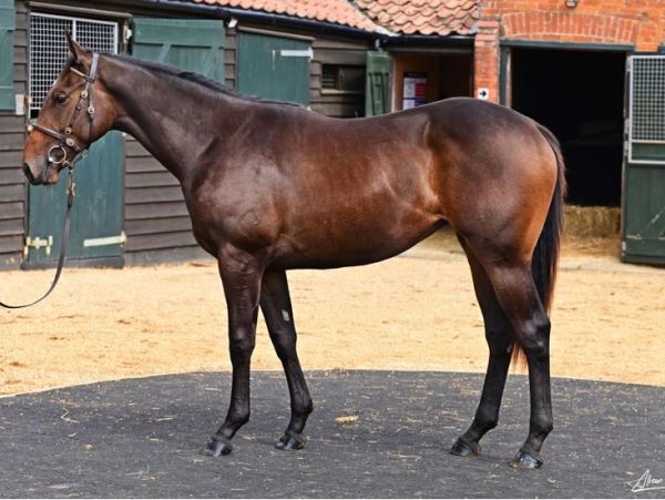 Brown horse standing outside stable.