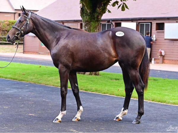 A dark brown horse with white markings on its legs and a tag.