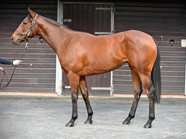 Brown horse standing in front of a stable door.