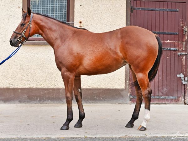 Brown horse with a white leg sock stands on pavement.