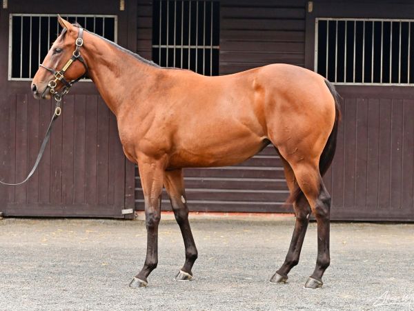 A brown horse standing in front of a stable.