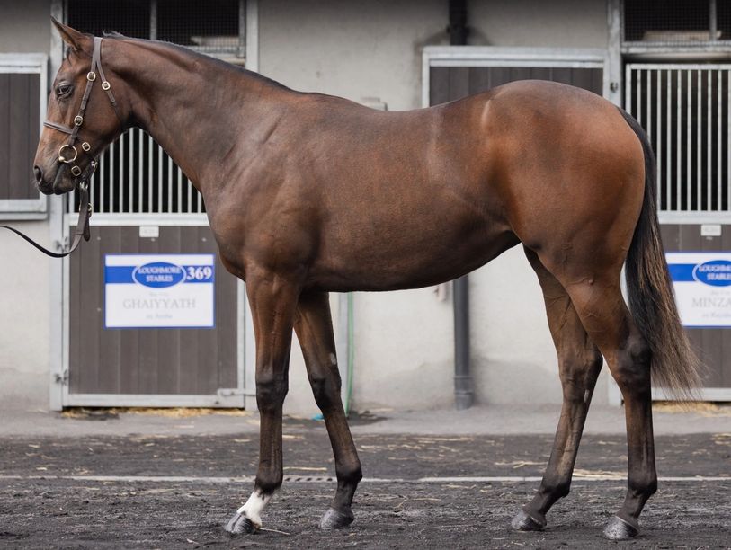 Brown horse standing in stable area.