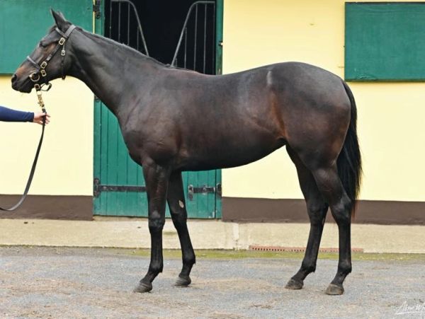 A dark horse standing outdoors beside a green door.