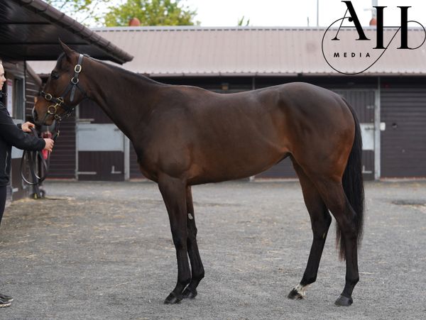 A brown horse standing sideways near a stable with a person holding its reins.