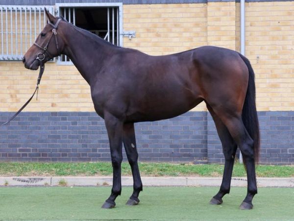 A dark brown horse standing on grass near a brick stable.