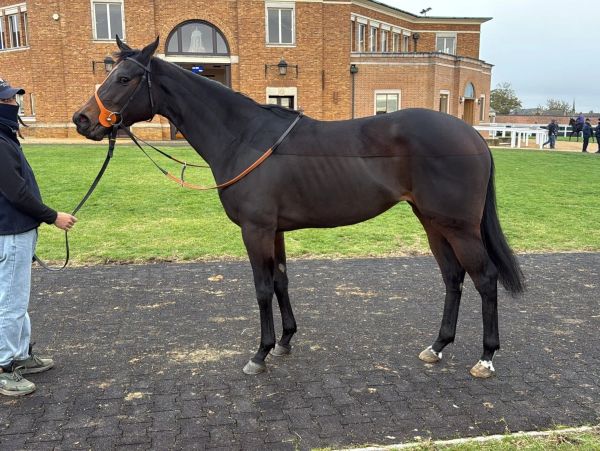 A black horse being held by a person outdoors.