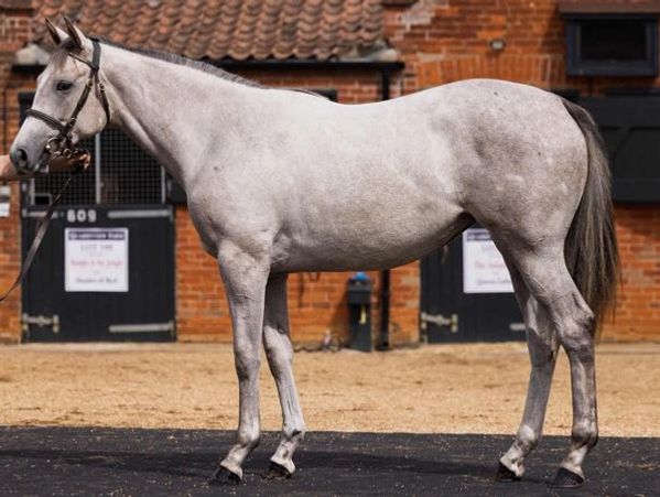 A gray horse standing outside a stable.