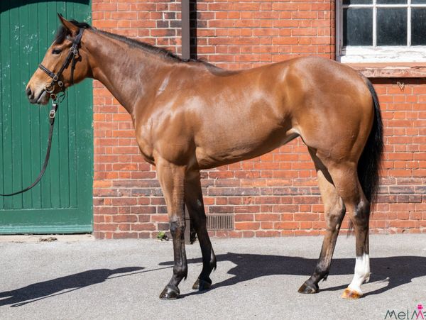 A brown horse standing beside a brick wall and green door.
