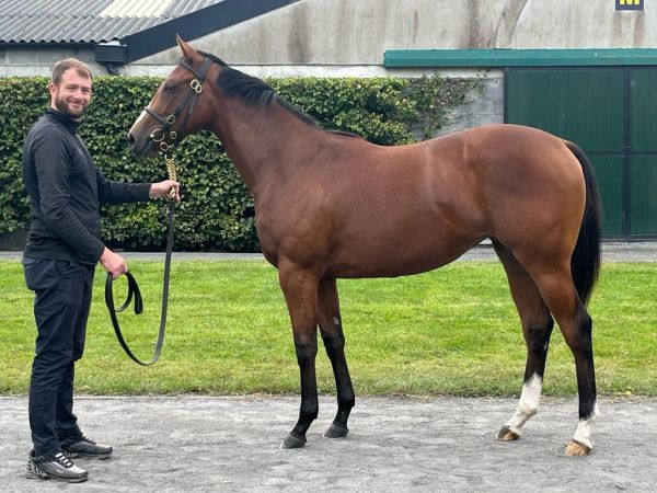 Man holding a brown horse with white socks.