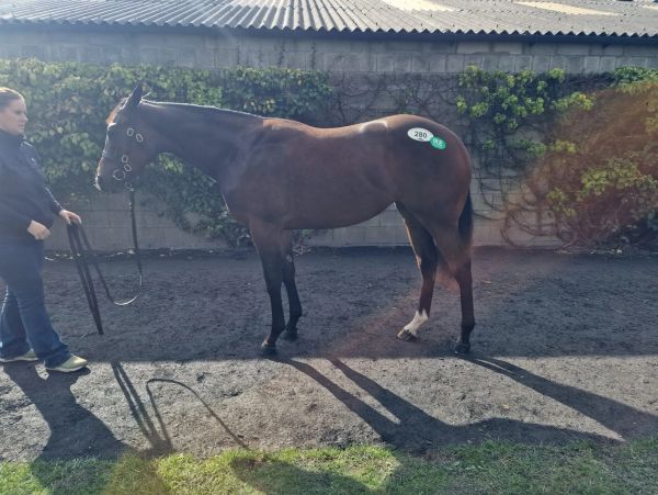 A person holding a horse with tag 280 standing outdoors.