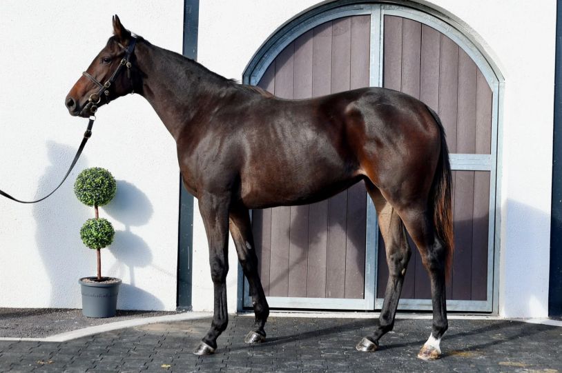 Dark brown horse standing beside a potted plant and arched door.