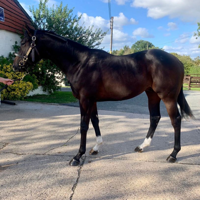 A sleek dark brown horse standing on a concrete path.