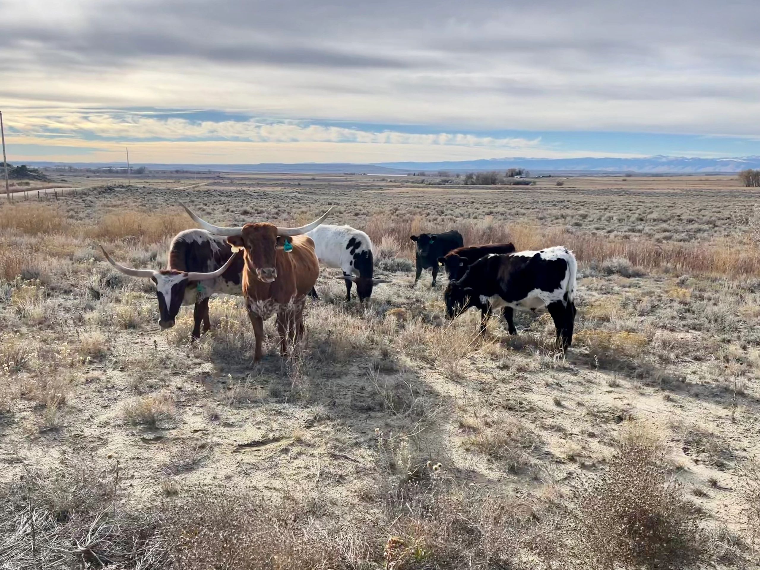 Grass-Fed vs. Grass-Finished Beef: What's the Difference?