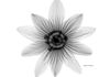 19-1 Passion Flower 1688