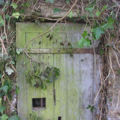 An old wooden door covered in moss and surrounded by ivy.