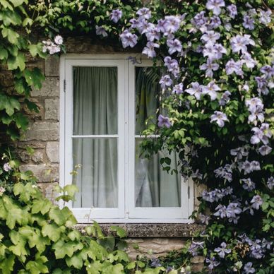 A white window framed by lush green leaves and purple flowers.