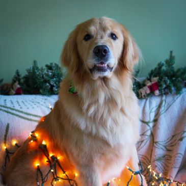 asheville dog grooming golden retriever
