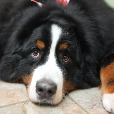asheville dog grooming Bernese mountain dog