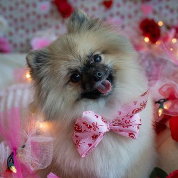 asheville dog grooming pomeranian

