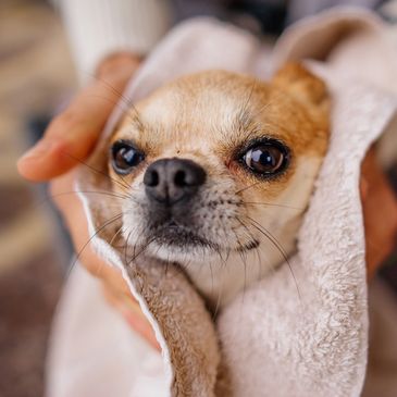 asheville dog bath with gentle hands