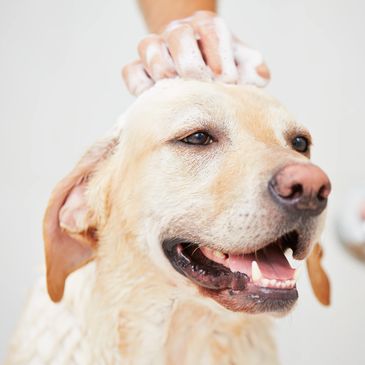 gentle dog grooming bath asheville