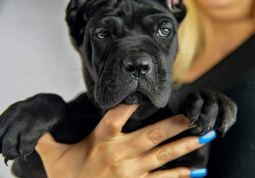 Cane Corso Puppies For Sale - Blue Kings Cane Corso