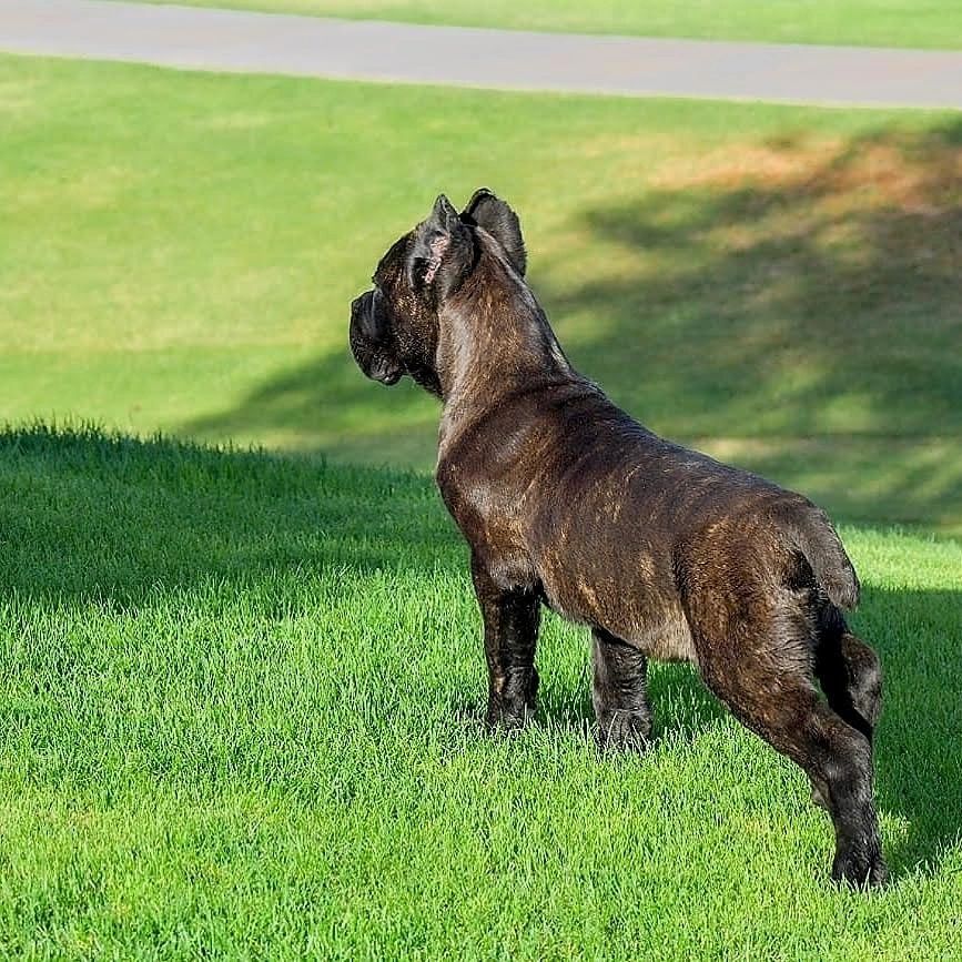 male or female cane corso who is you choice? - Cane Corso Barcelona