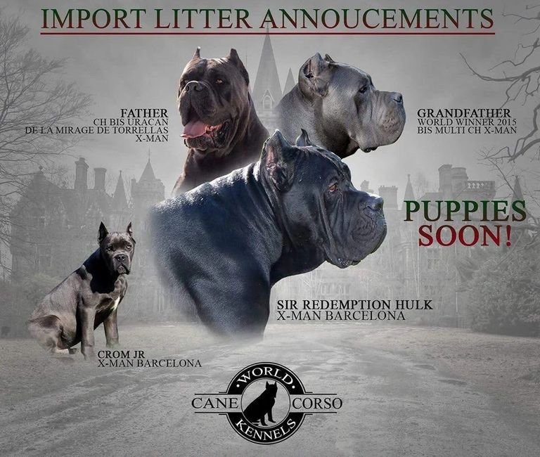 Cane Corso World Kennels Cane Corso Cane Corso Breeder