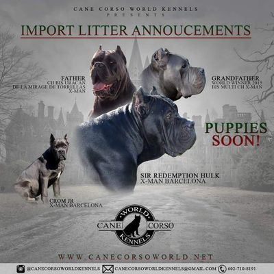 Cane Corso Puppy Pricing Cane Corso World Kennels