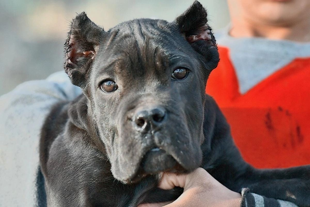 Amazing Cane corso  Cane corso dog, Cane corso, Cane corso puppies