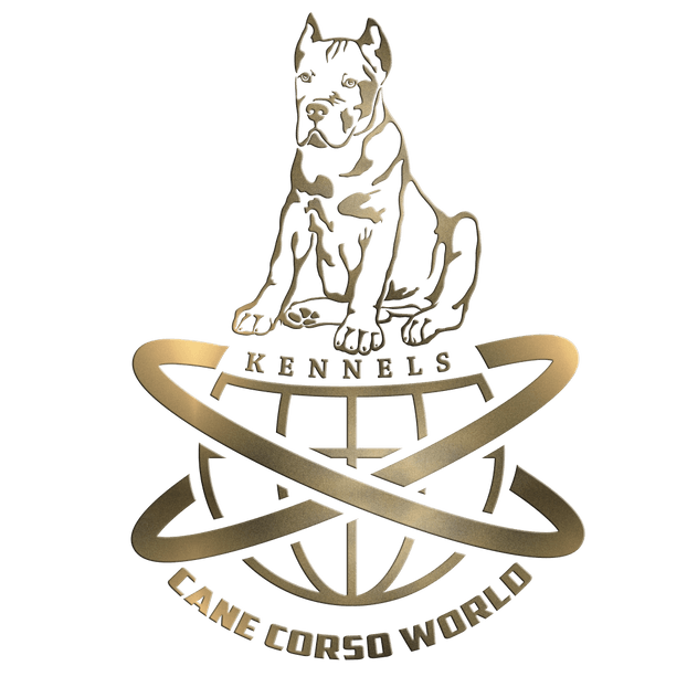 Cane Corso World Kennels Cane Corso Cane Corso Breeder Dog