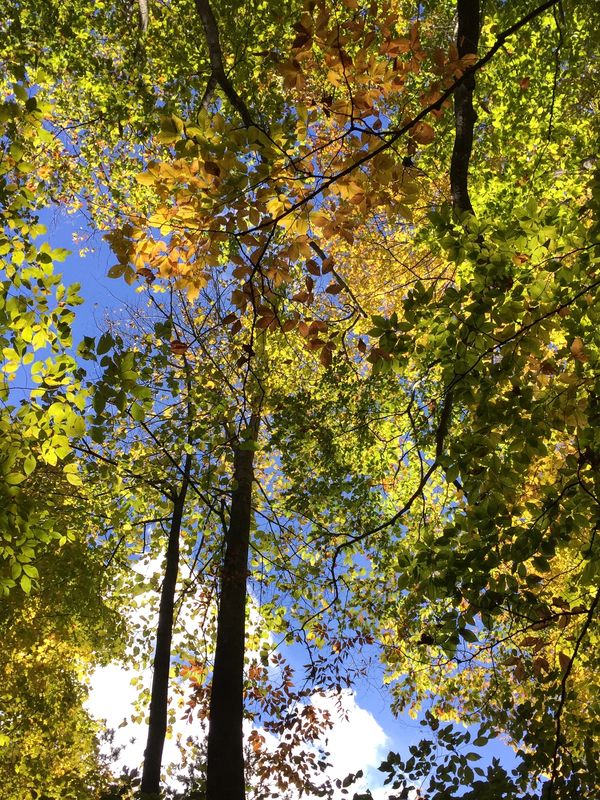 Looking up at colorful autumn leaves against a bright blue sky.